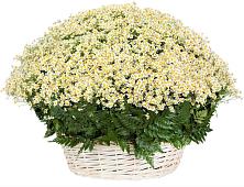 Цветочная композиция из Ромашки в корзине #REPLACE_PRED# Левокумском